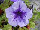 Blue petunia, 13sept2011