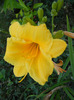 Hemerocallis Stella de Oro (2011, Sep.13)