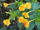 Mirabilis jalapa (2011, September 14)