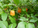 Orange Habanero Pepper (2011, Sep.14)