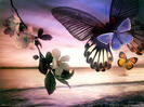 Butterflies_ (14)