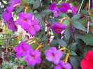 DSCN1110