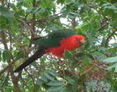 20070313parrots1crop