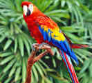 parrot-0016