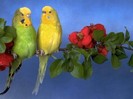 parrots_09al_420x315
