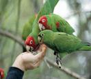 WildParrots_red_chhek-262x228