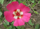 Flori de piatra