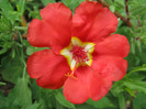 Flori de piatra