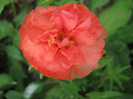 Flori de piatra