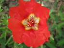 Flori de piatra