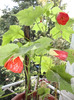 3 flori in pomul-ABUTILON