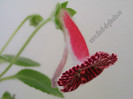 NEW - Kohleria Sofia