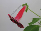 NEW - Kohleria Sofia
