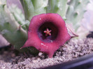 Huernia keniensis v. keniensis