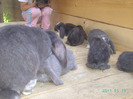 кролики 026