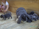 кролики 032