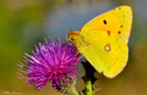 Colias crocea