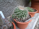 Mammillaria magnimamma- mutare?