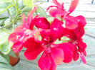 DSCN2052