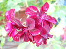 DSCN2053
