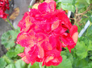 DSCN2061