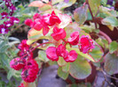 DSCN2065