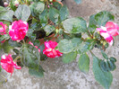 DSCN2068