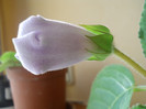gloxinie Florentina