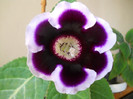 gloxinie Florentina