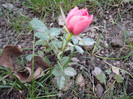 Pitico-trandafir roz