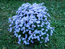 aster