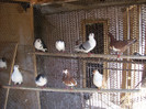 porumbei 2011 t 021