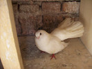 porumbei 2011 t 054