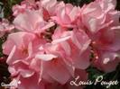 louis pouget-5