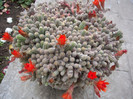 IMGP0028