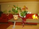 ANTHURIUM ALB SI GERBERA
