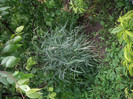 IMGP0043