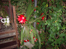 IMGP0054