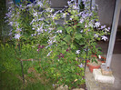 clematita