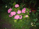 hortensie