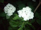 hortensie
