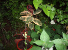 IMGP0067
