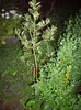 ilex