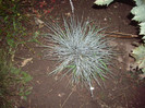 festuca  glauca