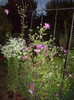 clematita