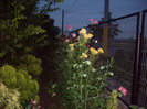 IMGP0095