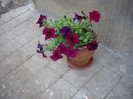 IMGP0102