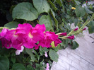 IMGP0132