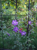 clematita