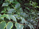 weigela  variegata